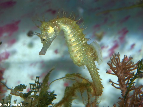 Hippocampus guttulatus, Seepferdchen