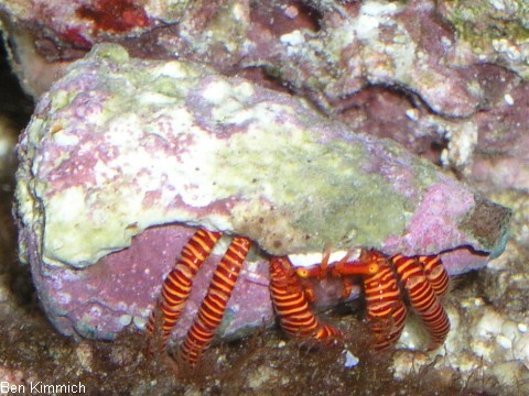 Ciliopagurus strigatus, Rot gestreifter Einsiedlerkrebs