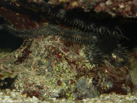 Ophiocoma erinaceus, schwarzer Schlangenstern