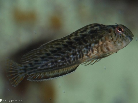 Parablennius sanguinolentus, Pflanzenfressender Schleimfisch