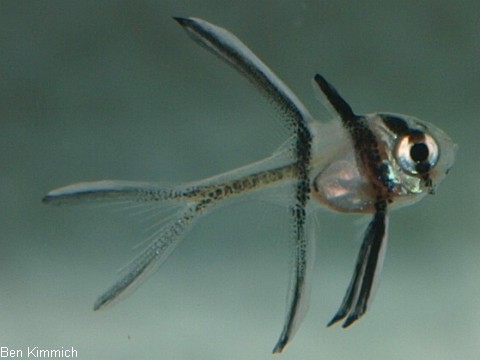 Pterapogon kauderni, Kardinalbarsch
