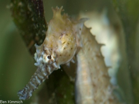 Hippocampus barbouri, Seepferdchen