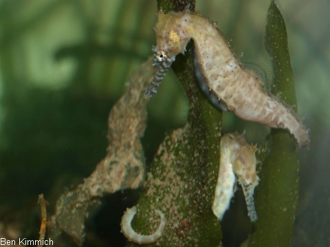 Hippocampus barbouri, Seepferdchen ausgewachsenes Zuchtpaar