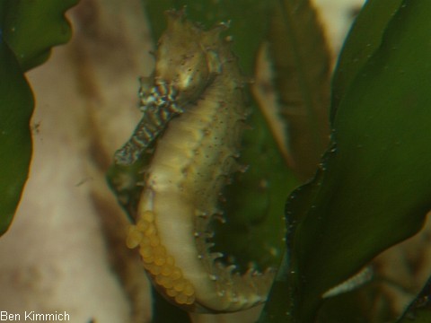 Hippocampus barbouri, Seepferdchen mit Eiern ausserhalb des Beutels