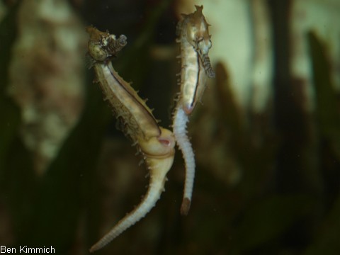 Hippocampus barbouri, Seepferdchen Männchen bereit zur Eiaufnahme