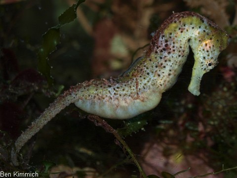 Hippocampus reidi, Langschnäuziges Seepferdchen Männchen