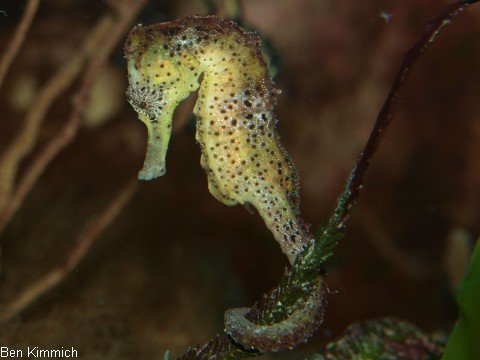 Hippocampus reidi, Langschnäuziges Seepferdchen Weibchen