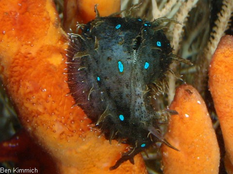 Stylocheilus spec., Blaupunkt Seehase