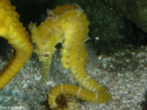Hippocampus subelongatus, Seepferdchen