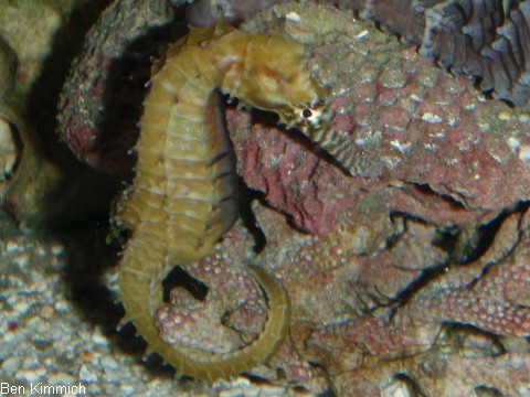 Hippocampus angustus, Seepferdchen