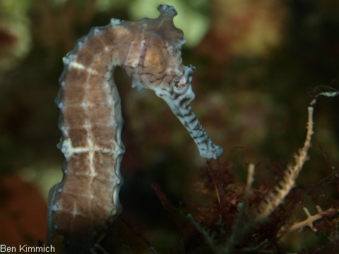 Hippocampus subelongatus, Seepferdchen