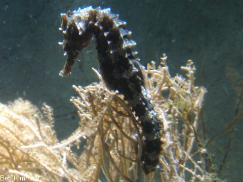 Hippocampus erectus, Seepferdchen