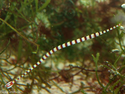 Dunckerocampus dactyliophorus, Zebra - Seenadel