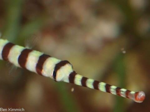 Dunckerocampus dactyliophorus, Zebra - Seenadel