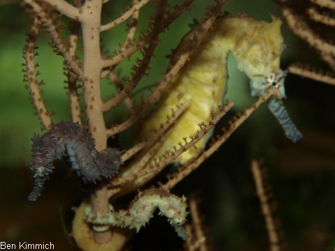Hippocampus kimmich, Kimmichs Seepferdchen