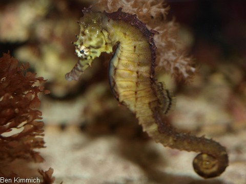 Hippocampus kimmich, Kimmichs Seepferdchen