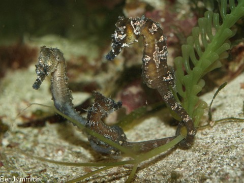 Hippocampus erectus, Linien-Seepferdchen