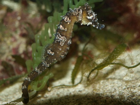 Hippocampus erectus, Seepferdchen