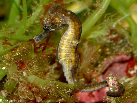 Hippocampus fuscus, Seepferdchen