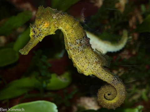 Hippocampus reidi, Langschnäuziges Seepferdchen