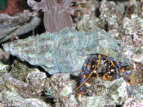 Clibanarius tricolor, Blaubein-Einsiedlerkrebs