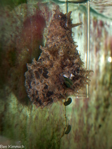 Dolabella auricularia, Seehase