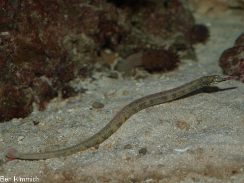 Corythoichthys polynotatus, Gelbpunkt-Seenadel
