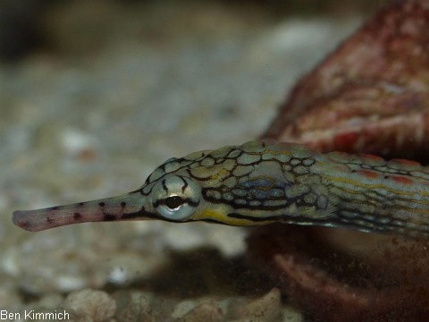 Corythoichthys polynotatus, Gelbpunkt-Seenadel