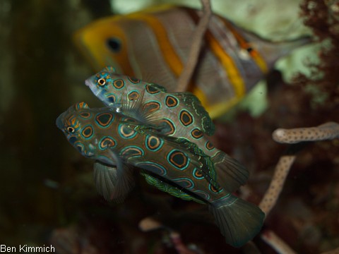 Synchiropus picturatus, LSD Mandarin-Fisch ausgewachsenes Zuchtpaar