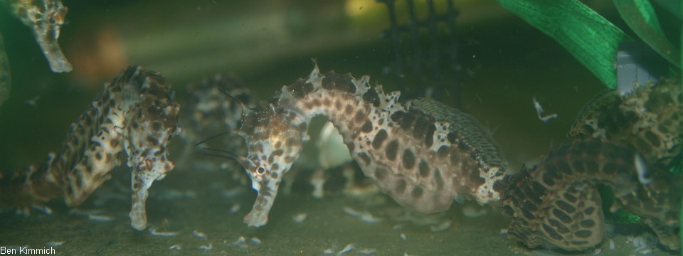 Hippocampus abdominalis, Neuseeland-Topfbauchpferdchen