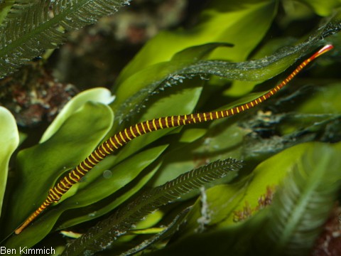 Dunckerocampus pessuliferus, Sulu-Seenadel