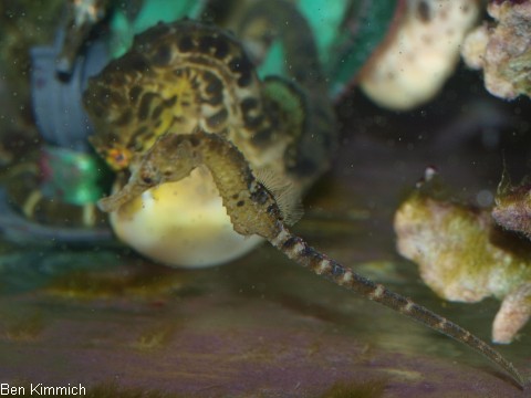 Hippocampus abdominalis, Neuseeland-Topfbauchpferdchen