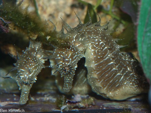 Hippocampus guttulatus, Seepferdchen