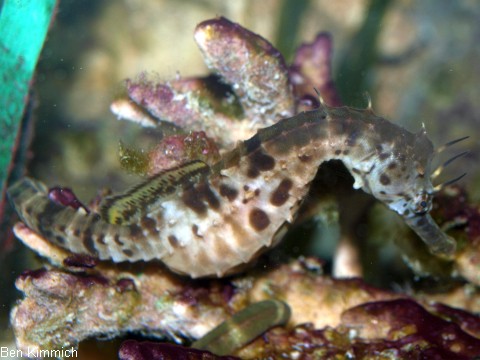 Hippocampus bleekeri, Seepferdchen