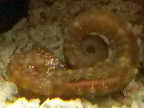 Hippocampus hippocampus, Seepferdchen