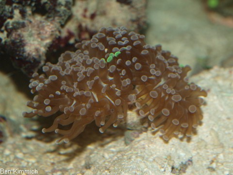Euphyllia cristata, Grüne Trauben-Koralle