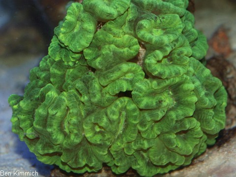 Caulastraea furcata, Flötenkoralle oder Fingerkoralle