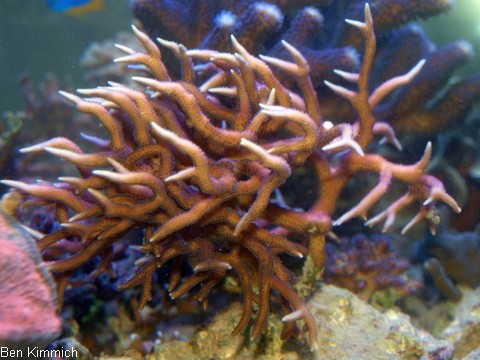 Seriatopora hystrix, Christusdorn-Koralle