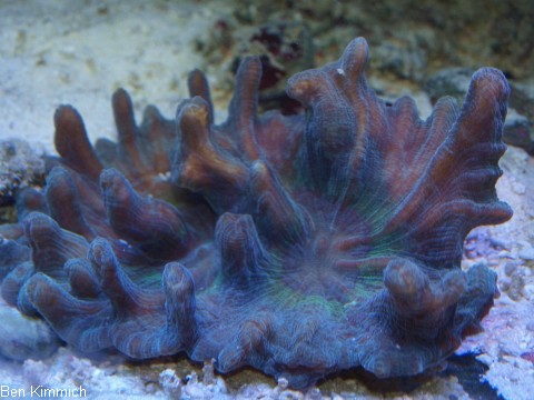 Pectinia alcicornis, Kamm-Koralle