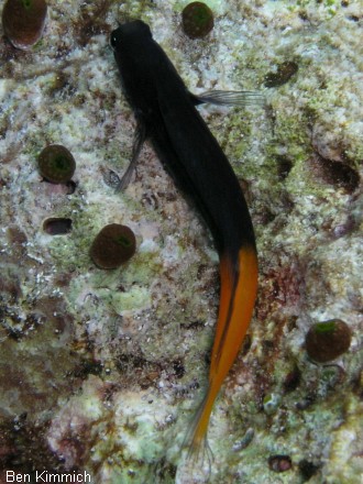 Ecsenius bicolor, zweifarbiger Schleimfisch