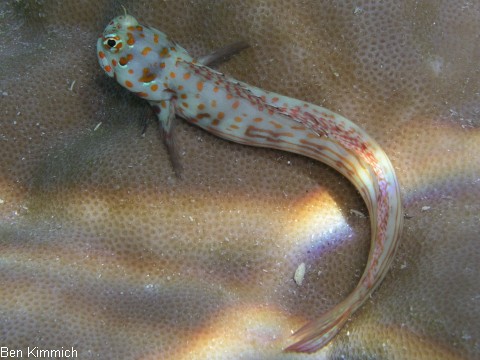 Blenniella chrysospilos, Rotpunkt-Schleimfisch