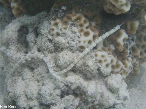 Corythoichthys sp 9, Malediven Seenadel