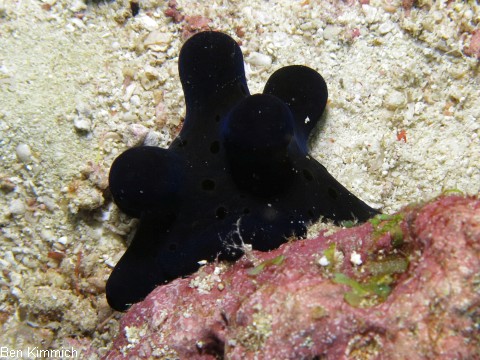 Coriocella hibyae, Samtschnecke oder Malediven-Schwammschnecke