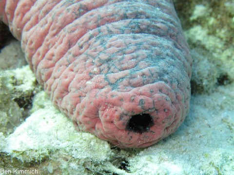 Holothuria edulis, Rosafarbene Seegurke