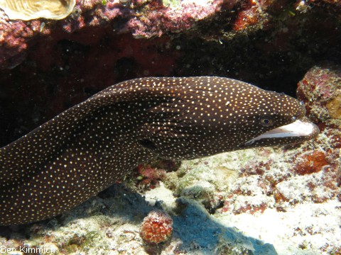 Gymnothorax meleagris, Perlenmurne