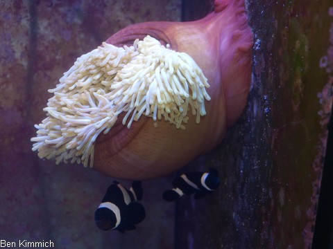 Heteractis magnifica, Prachtanemone oder Mauritiusanemone