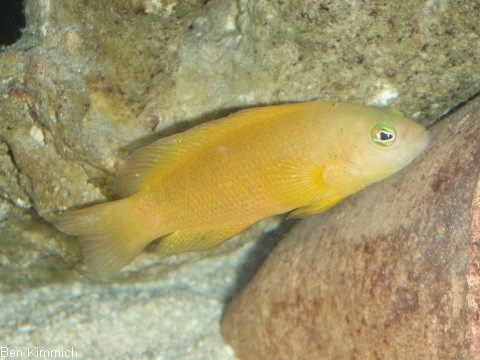 Pseudochromis fuscus, Brauner Zwergbarsch