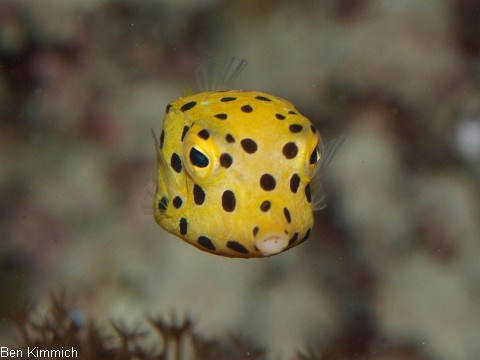 Ostracion cubicus, gew hnlicher Kofferfisch