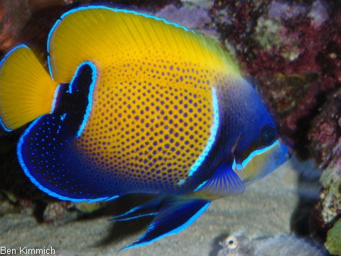 Pomacanthus navarchus, Traumkaiserfisch