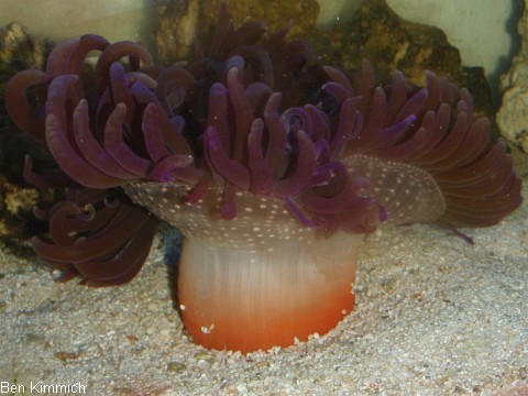 Macrodactyla doreensis, Korkenzieher-Anemone